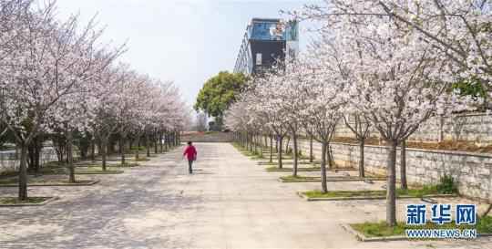 特写:春分过后的武汉