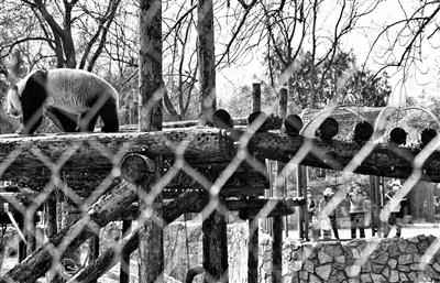 时隔58天北京动物园恢复开园 140余种动物室外迎客